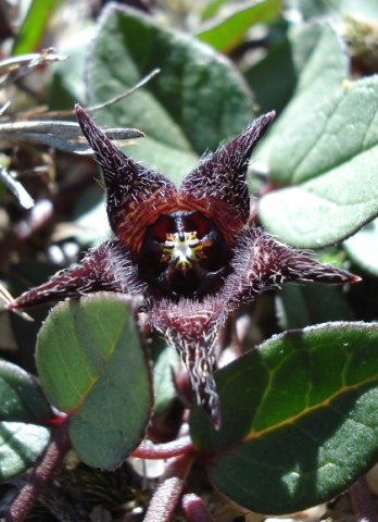 Brachystelma pulchellum, the hairy brother